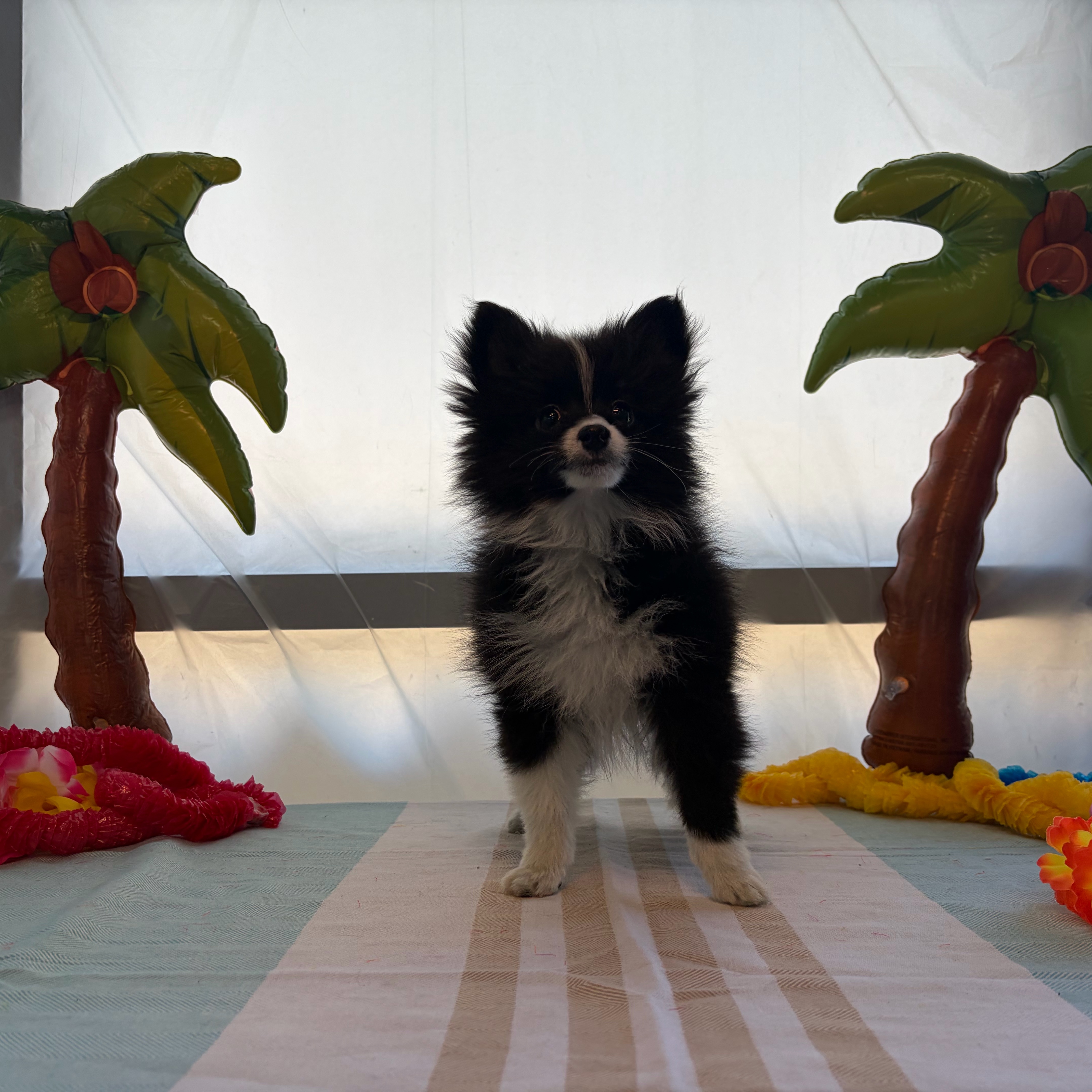 Nugget - 3
