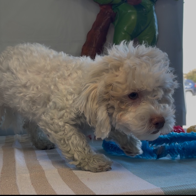 Buddy - 3