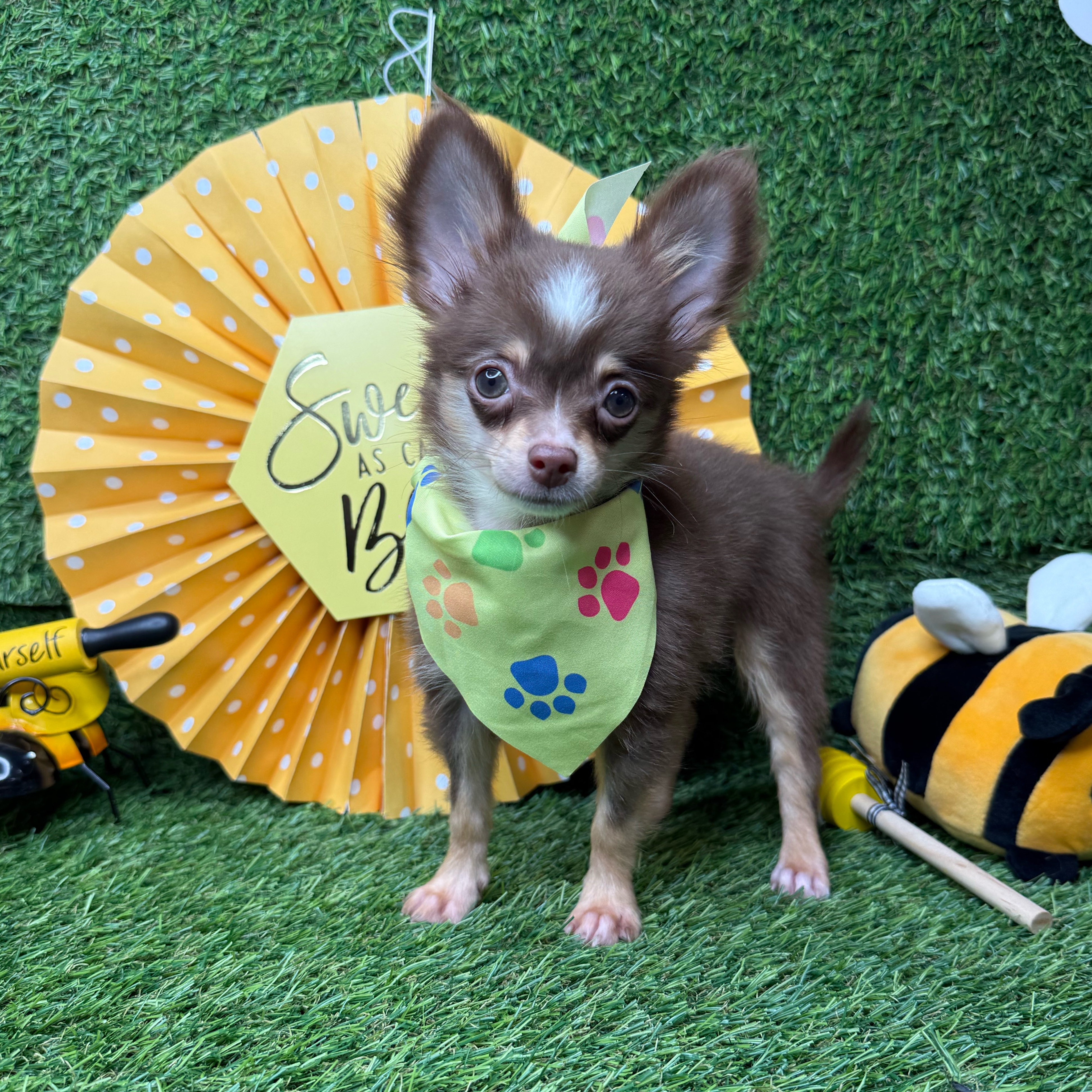 Churro - 3