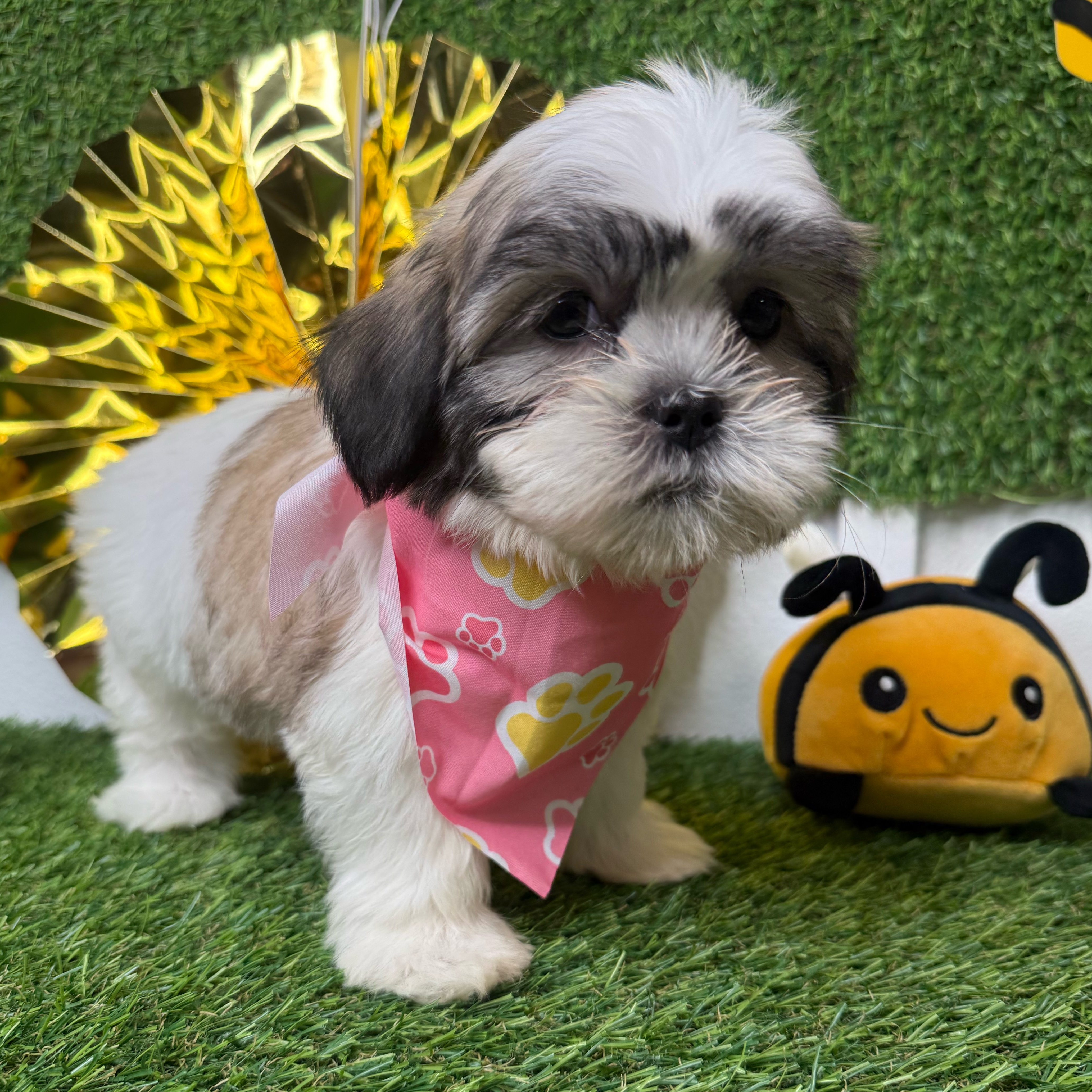 Muffin - 2