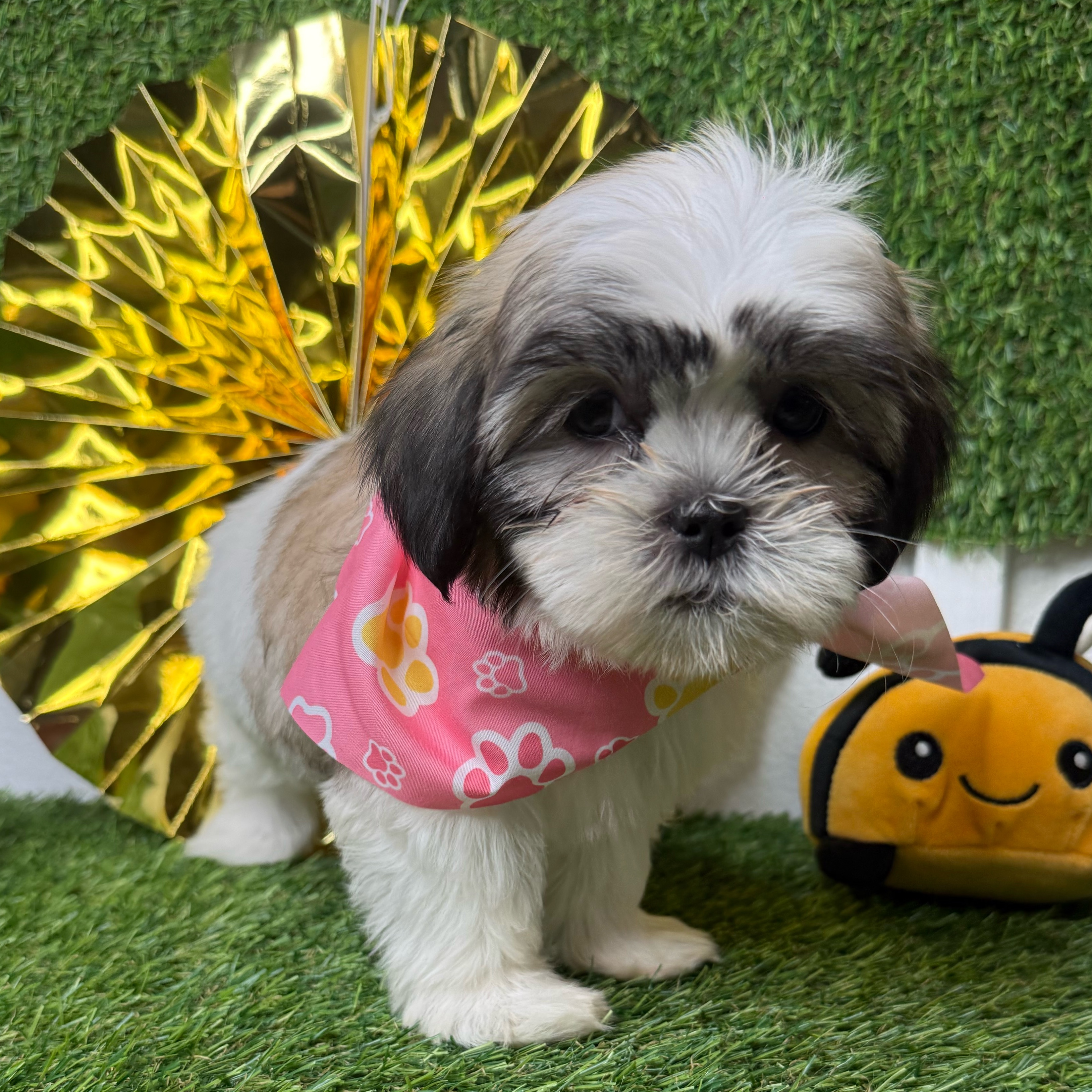 Muffin - 3