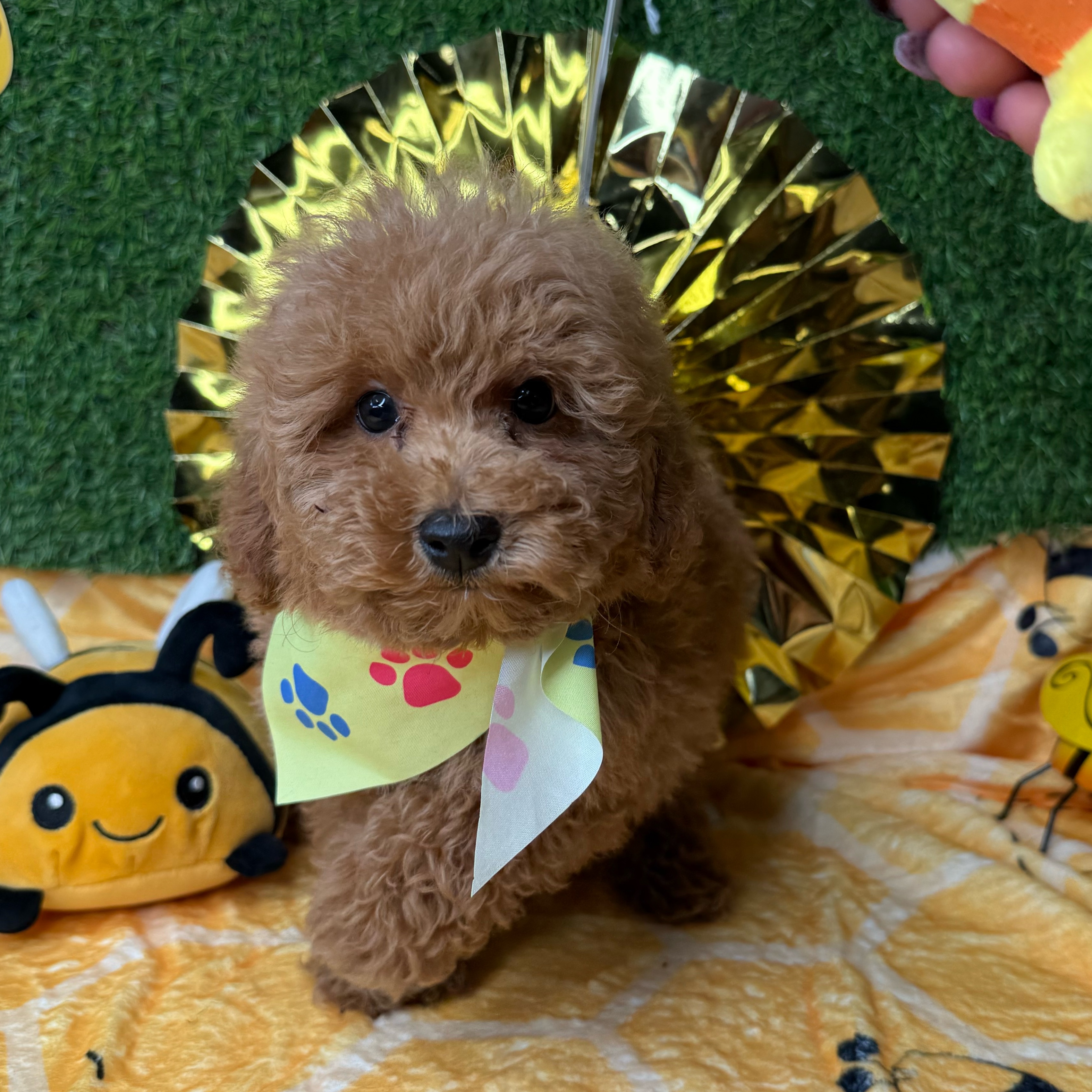 Simba