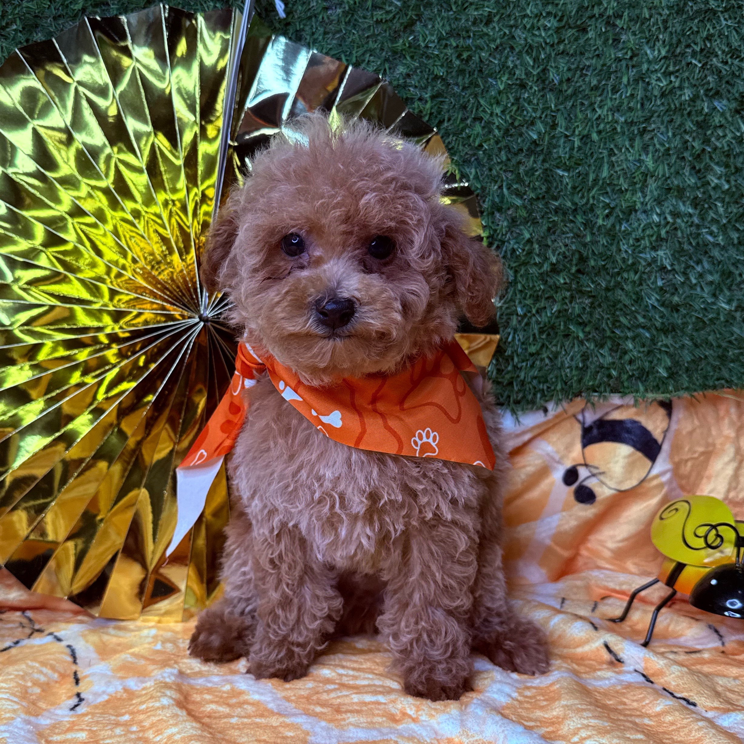 Nemo