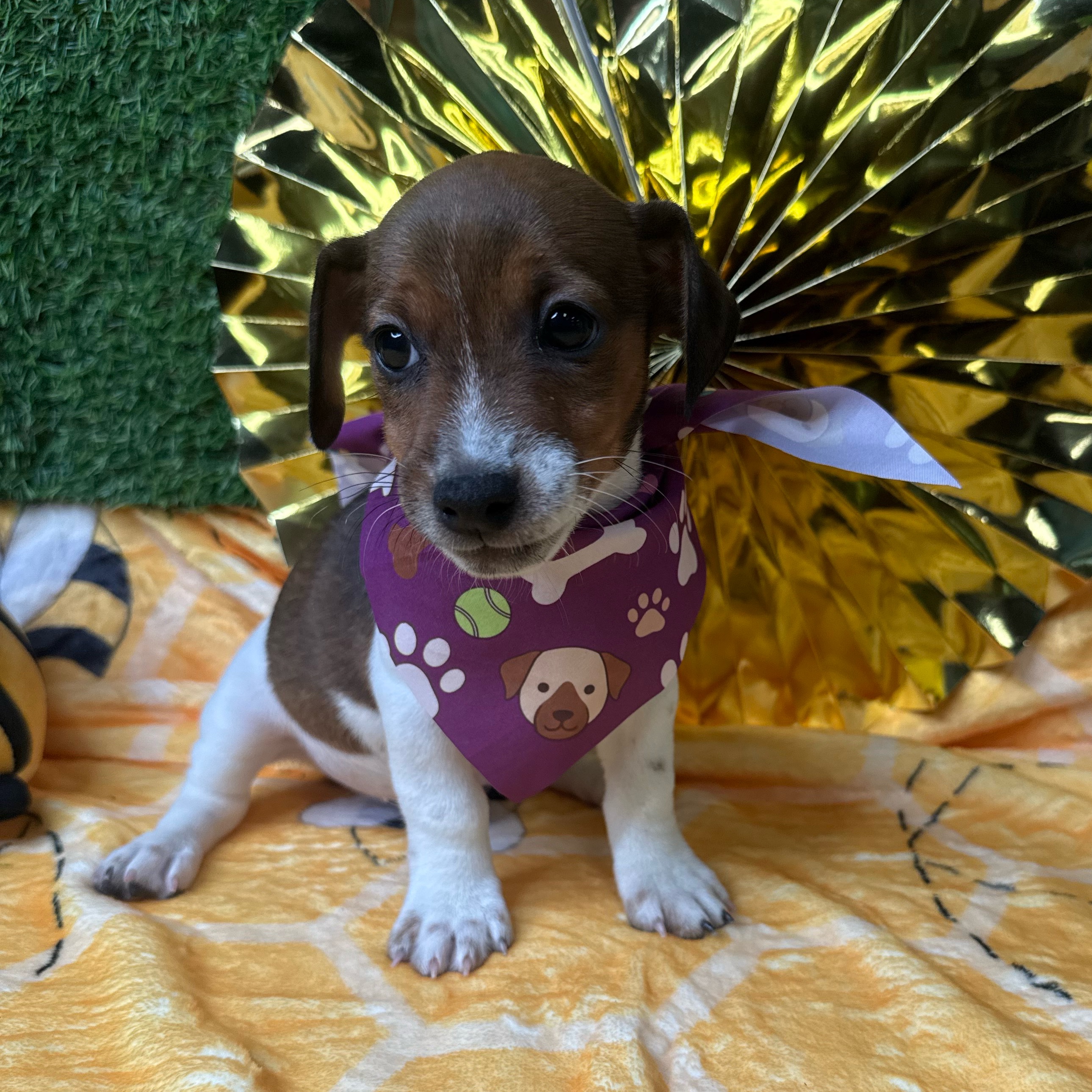 Cinnamon - 3