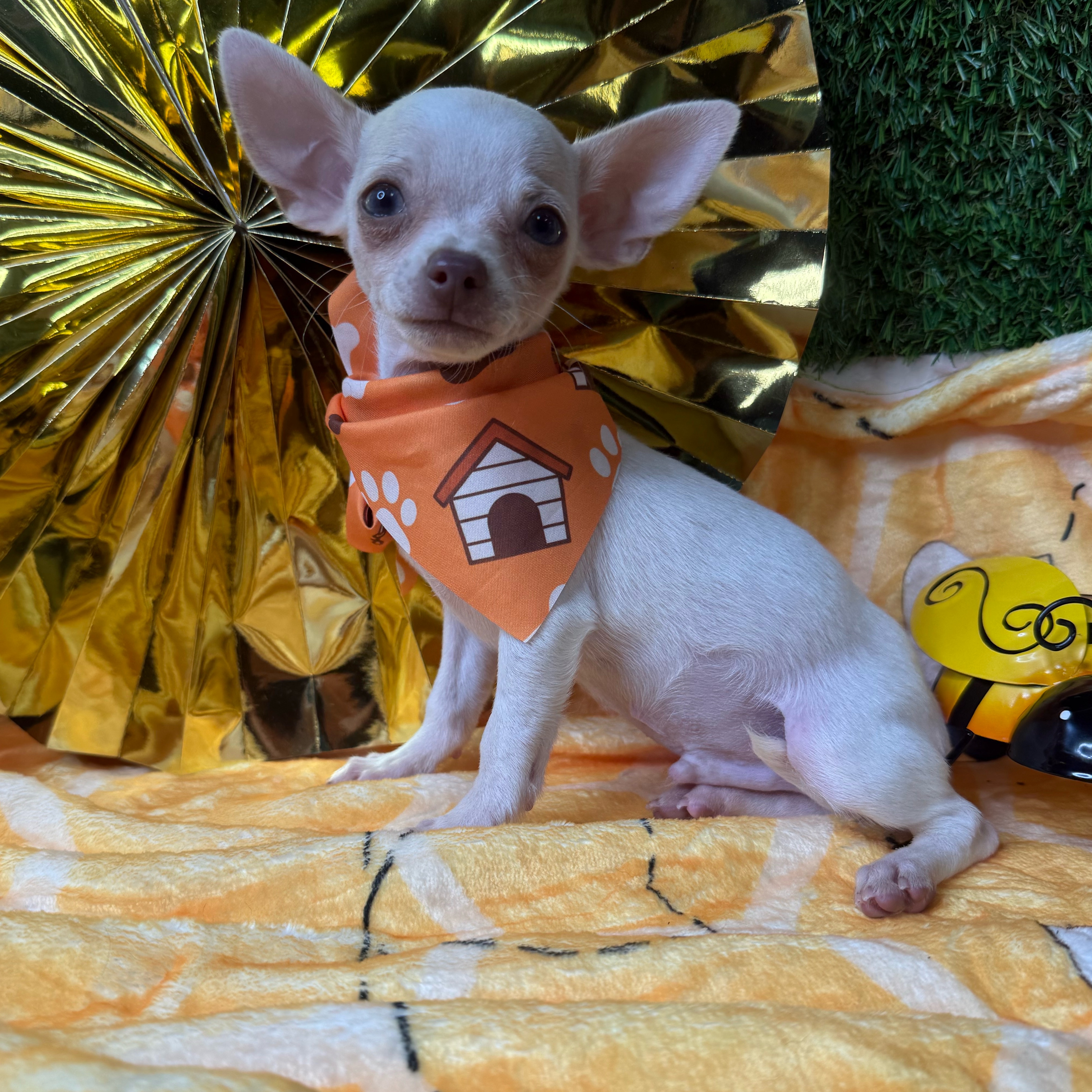 Peanut