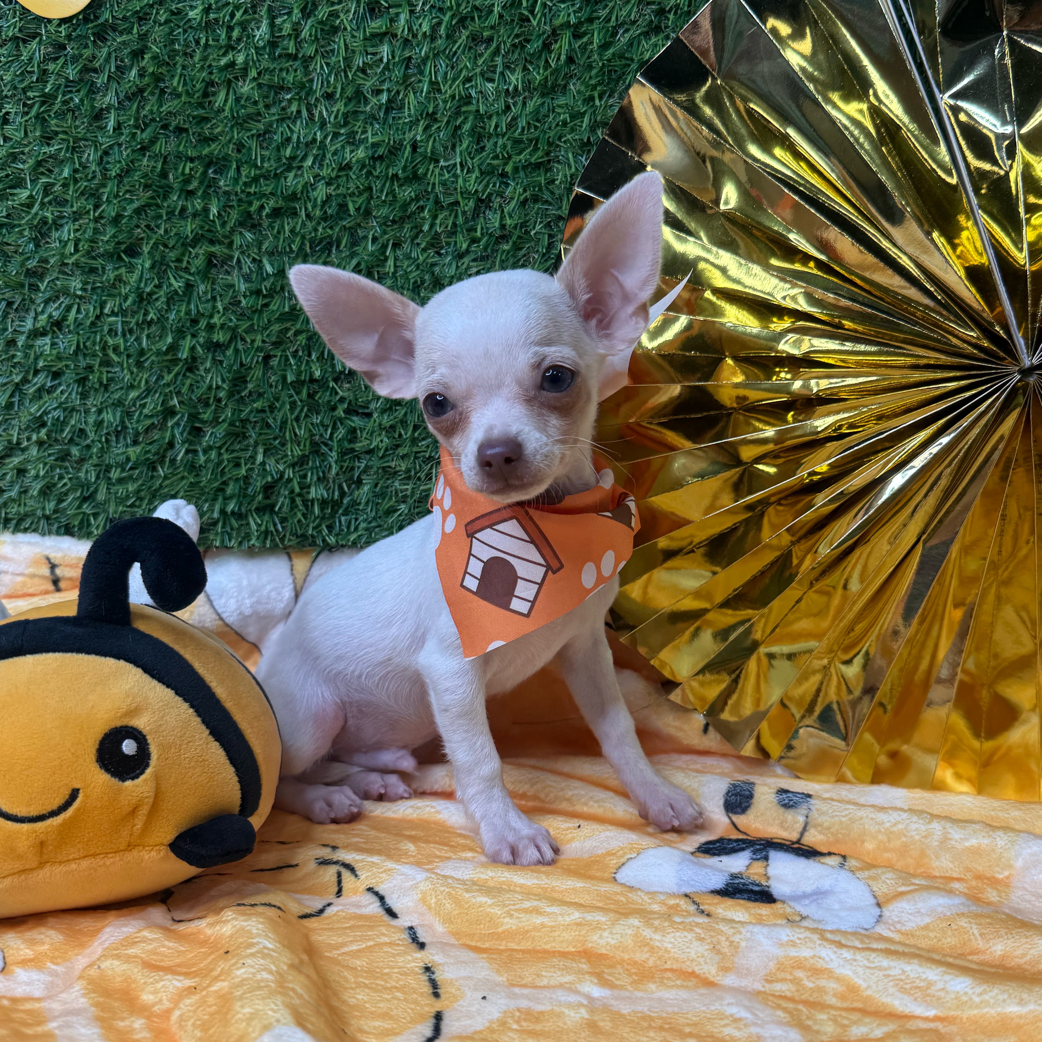 Peanut - 2