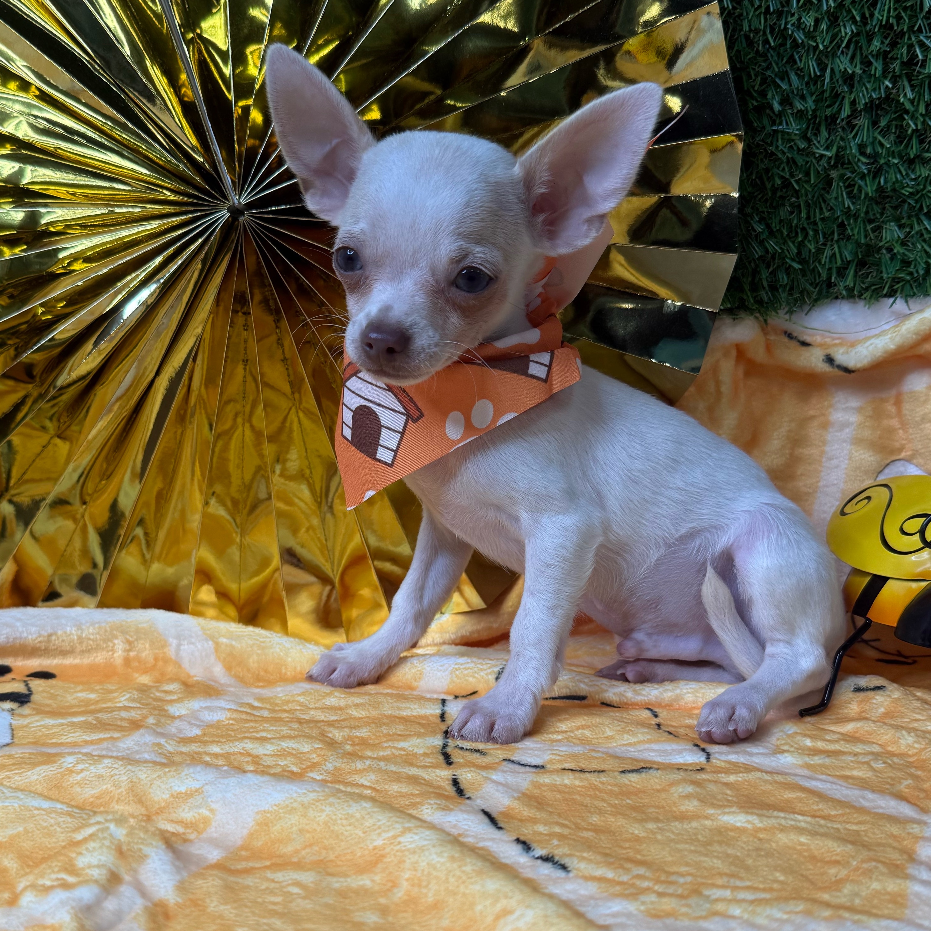 Peanut - 3